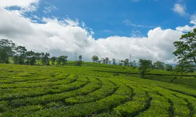 Contoh usaha agrowisata dan produk kebun di Karanganyar